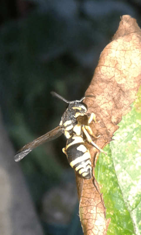 Vespidae Eumeninae : quale genere?